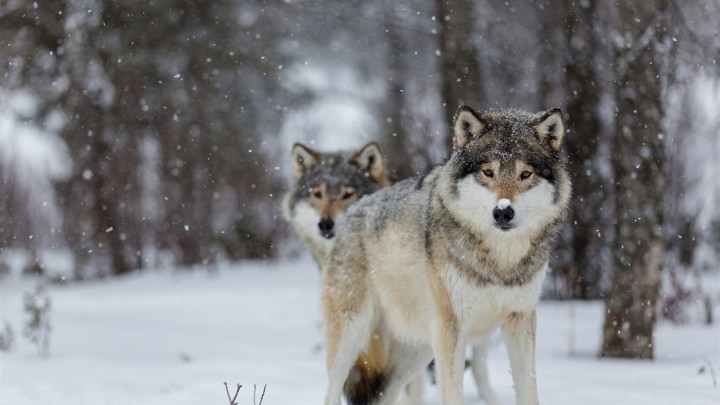 Le coyote au Canada