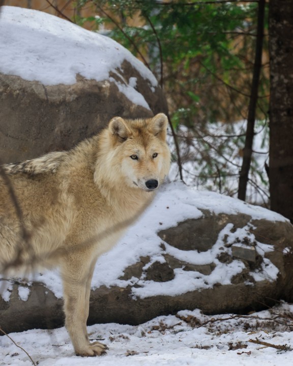 Tour guidé : Le loup de l’est du Canada