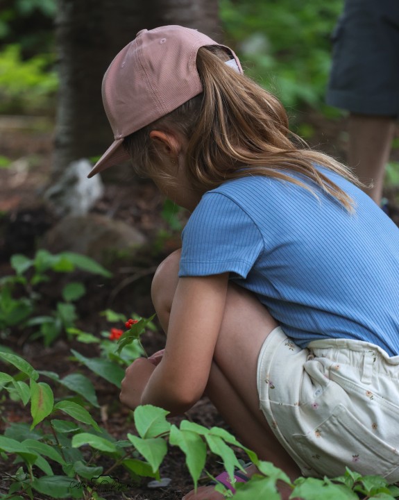 Tour guidé: Plante comestible du sanctuaire LUPO