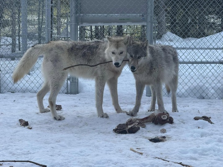 Visite guidée niveau 2 : L’Éthogramme du loup