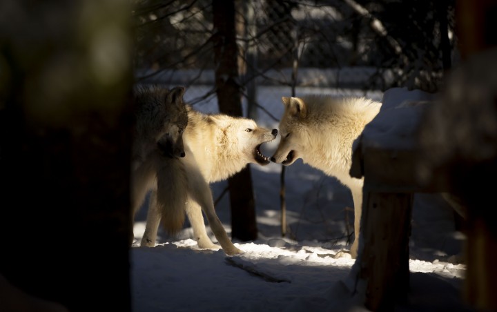 Crépuscule avec les loups