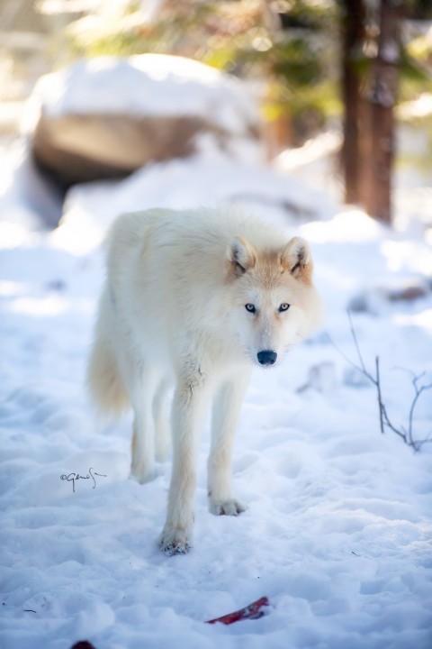 Adoptez votre loup favori ! matsi5