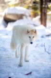 Fan de loups : Tour vip et tour guidé4