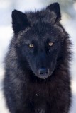 Adoptez votre loup favori ! shadow4