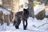 Fan de loups : Tour vip et tour guidé