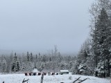 Tour guidé : Le loup de l’est du Canada4